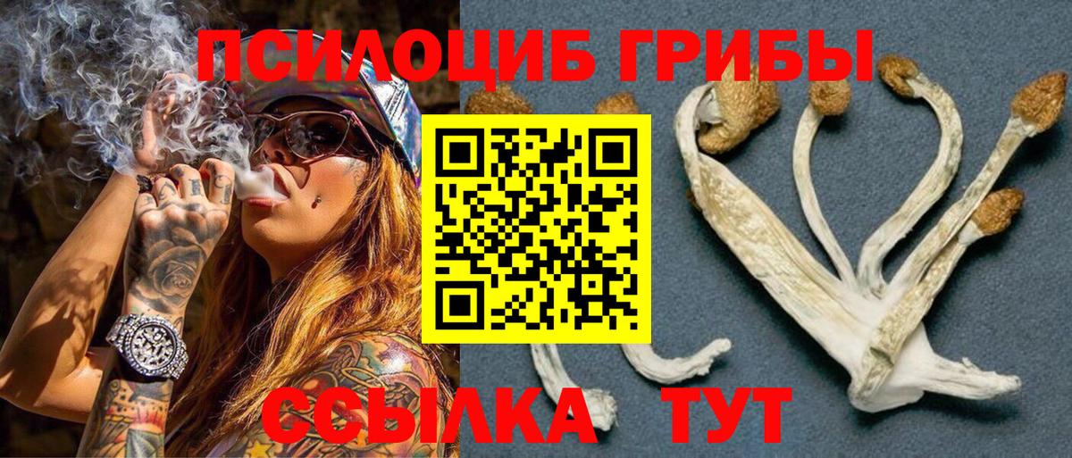 Галлюциногенные грибы Psilocybe Кызыл